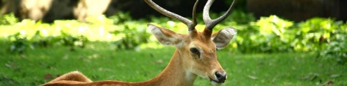 Sangai- A Brow-Antlered Deer