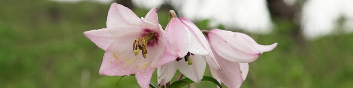 Shirui Lily- State Flower of Manipur